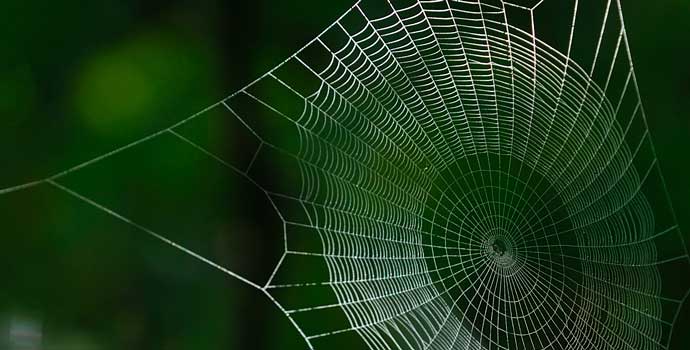 Spinnennetz mit Tau