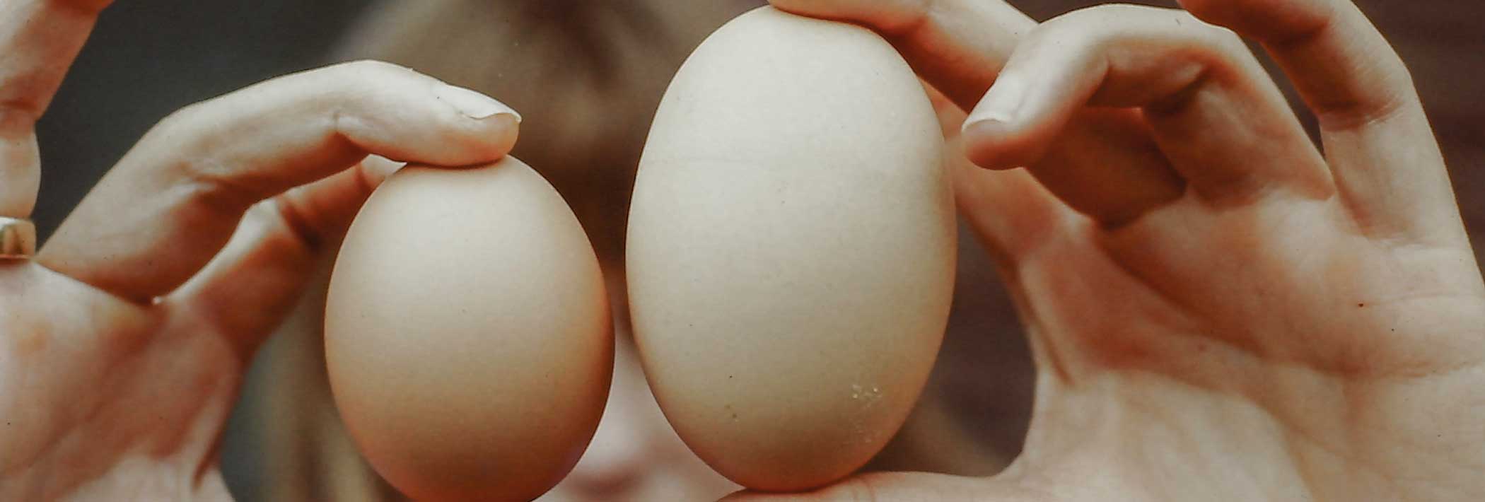 Comparison of two different sized eggs