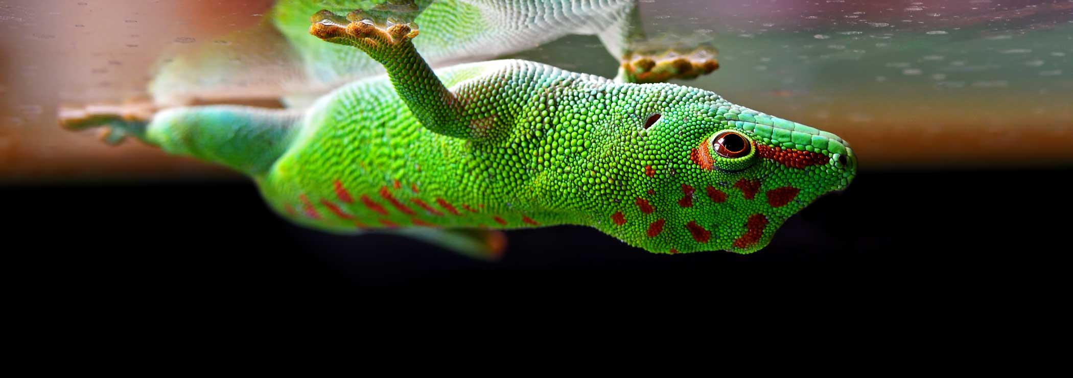 Ein Madagaskar-Taggecko haftet an einer Glasscheibe