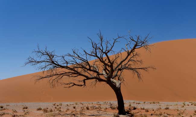 Dead trees in the front of Dune 45 in Namibia
