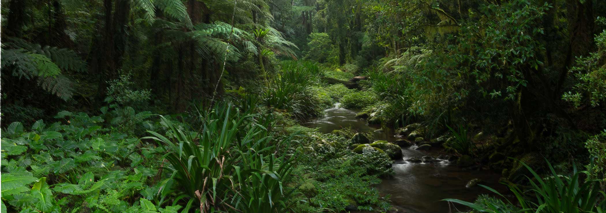 A creek in impenetrable jungle