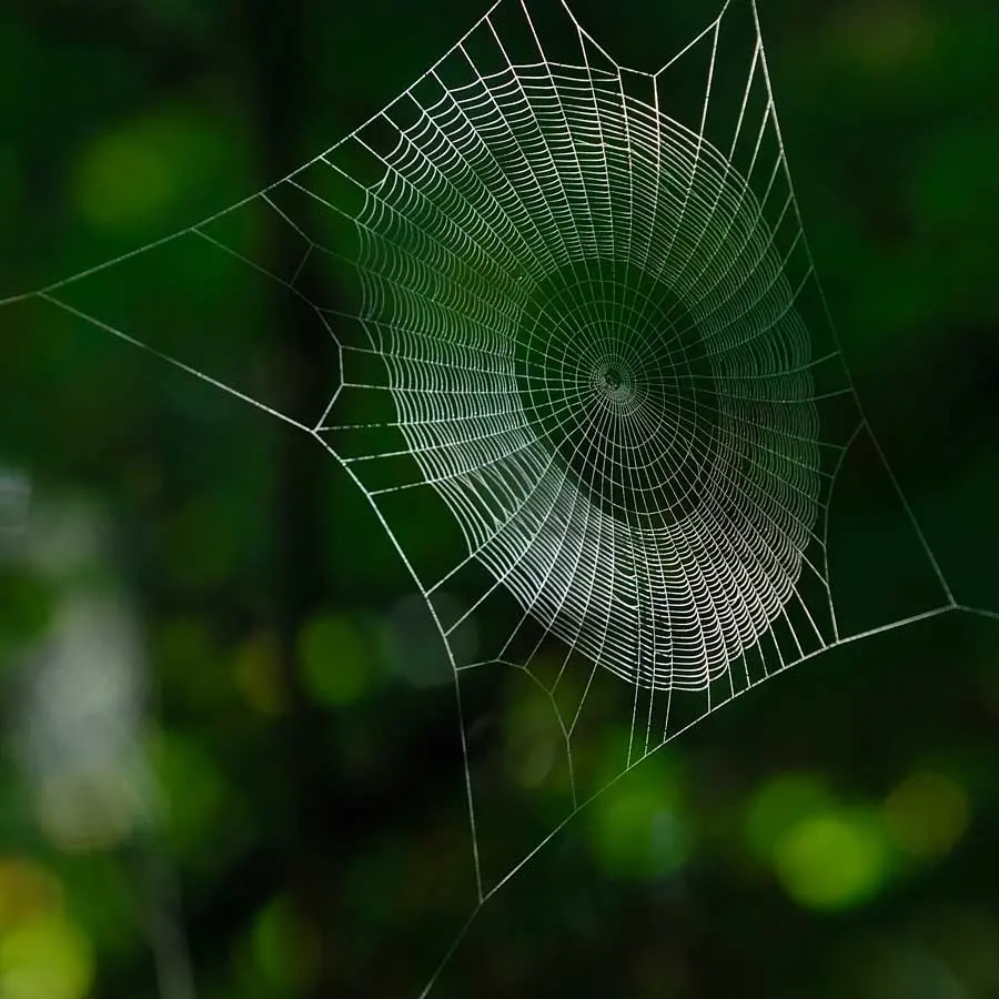 Spiderweb with dew
