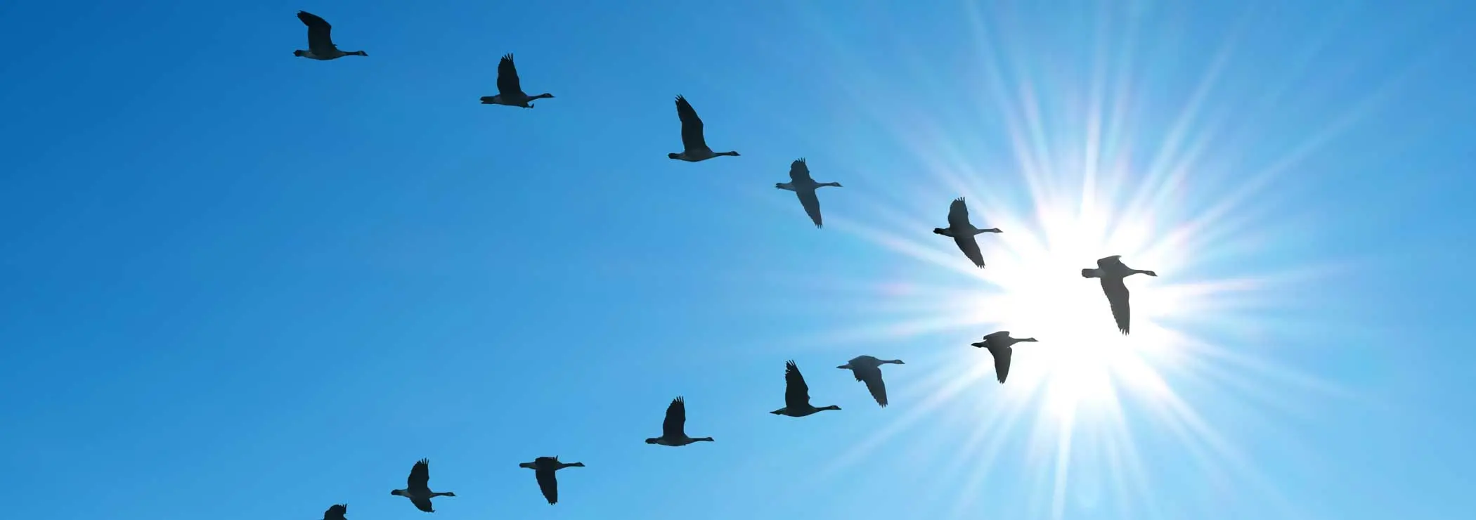 Symmetrical V-shaped flight formation of a flock of birds