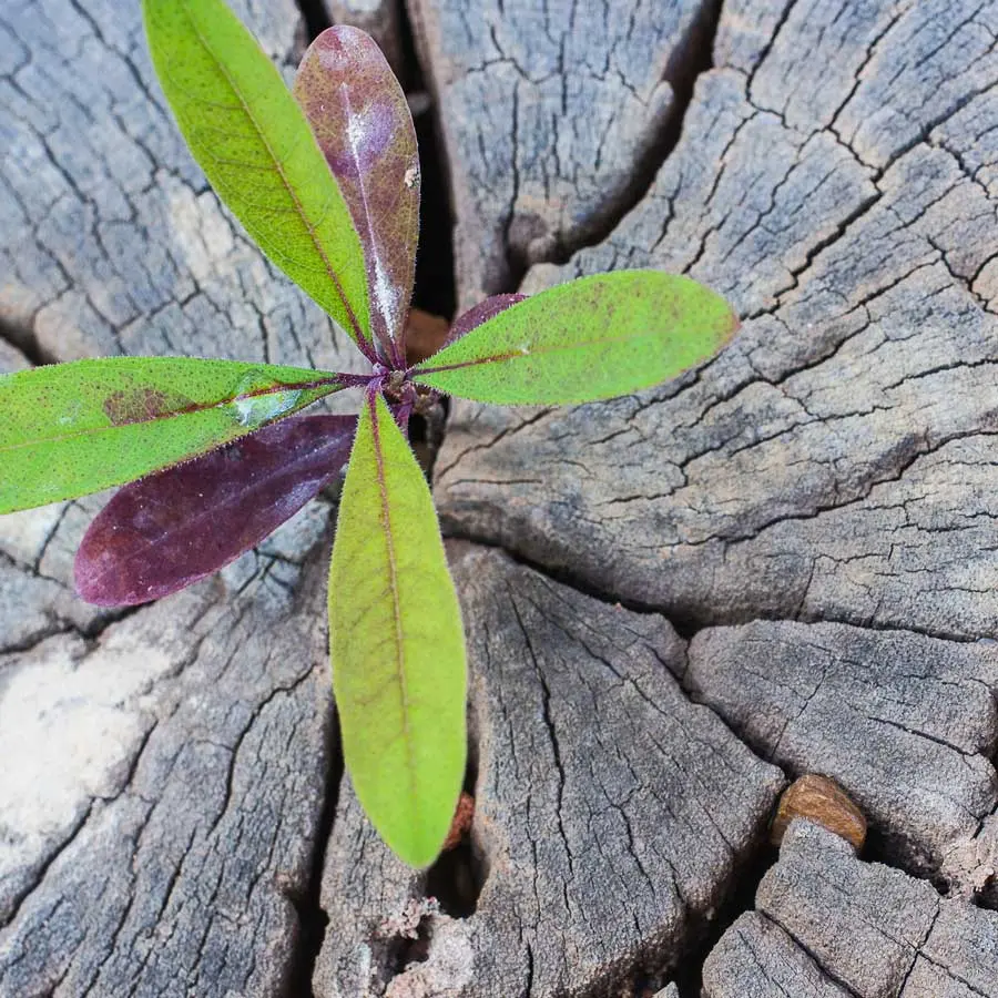 Sprout from an old tree stump