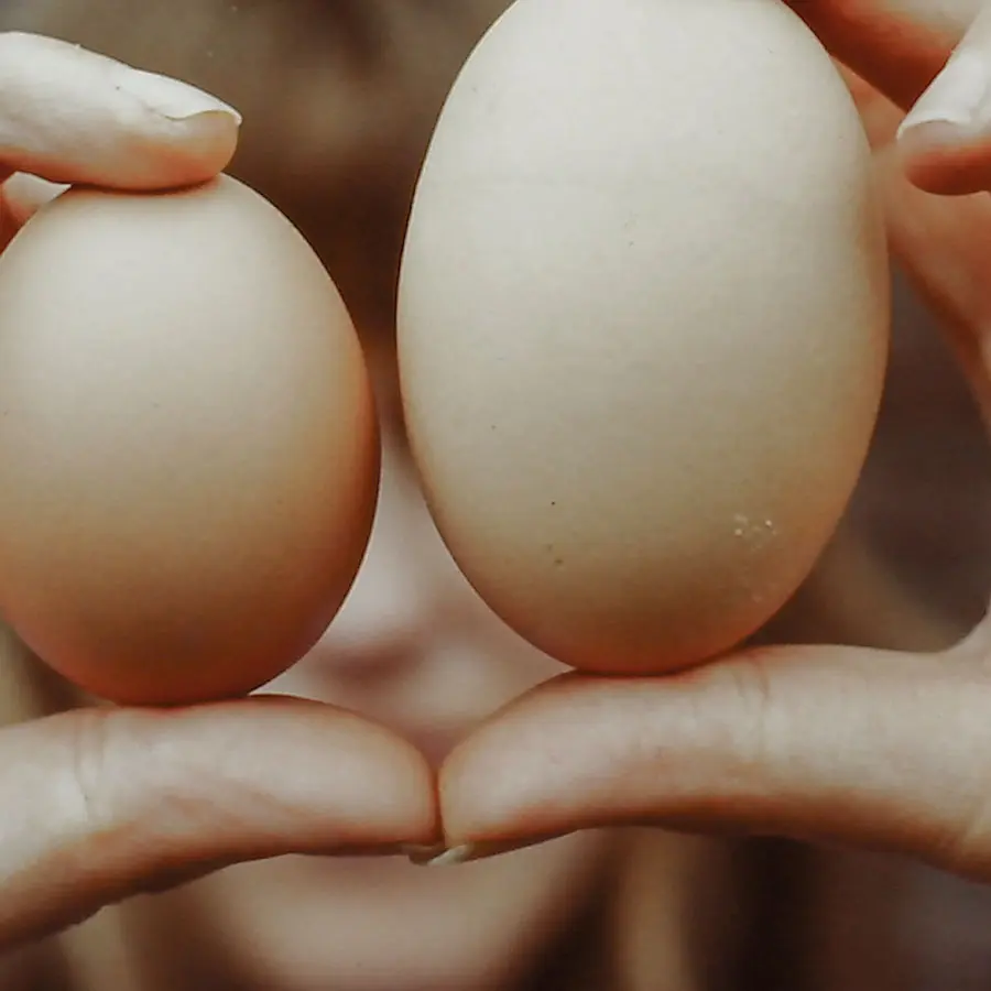 Comparison of two different sized eggs