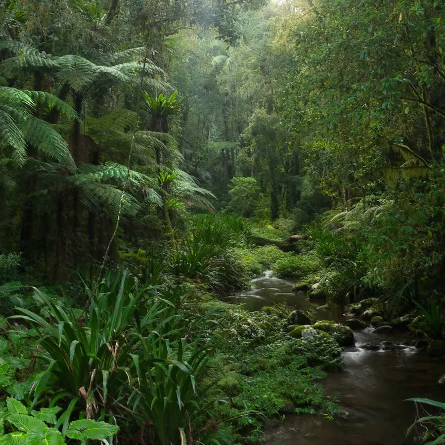 A creek in impenetrable jungle