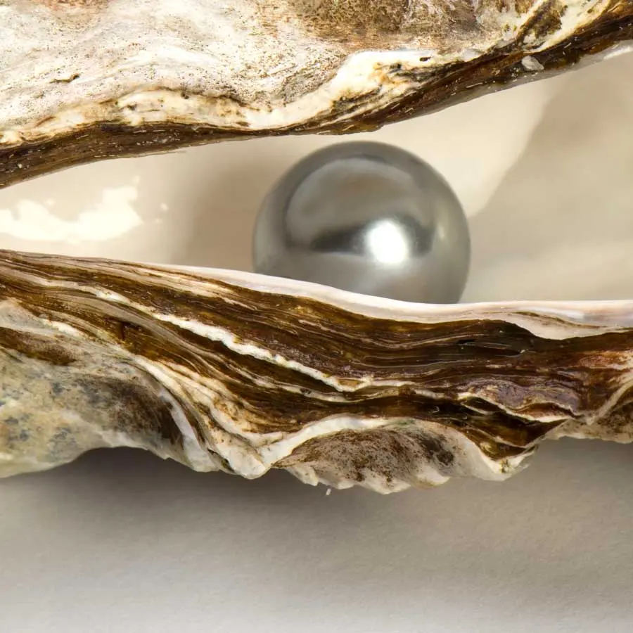 Oyster with pearl
