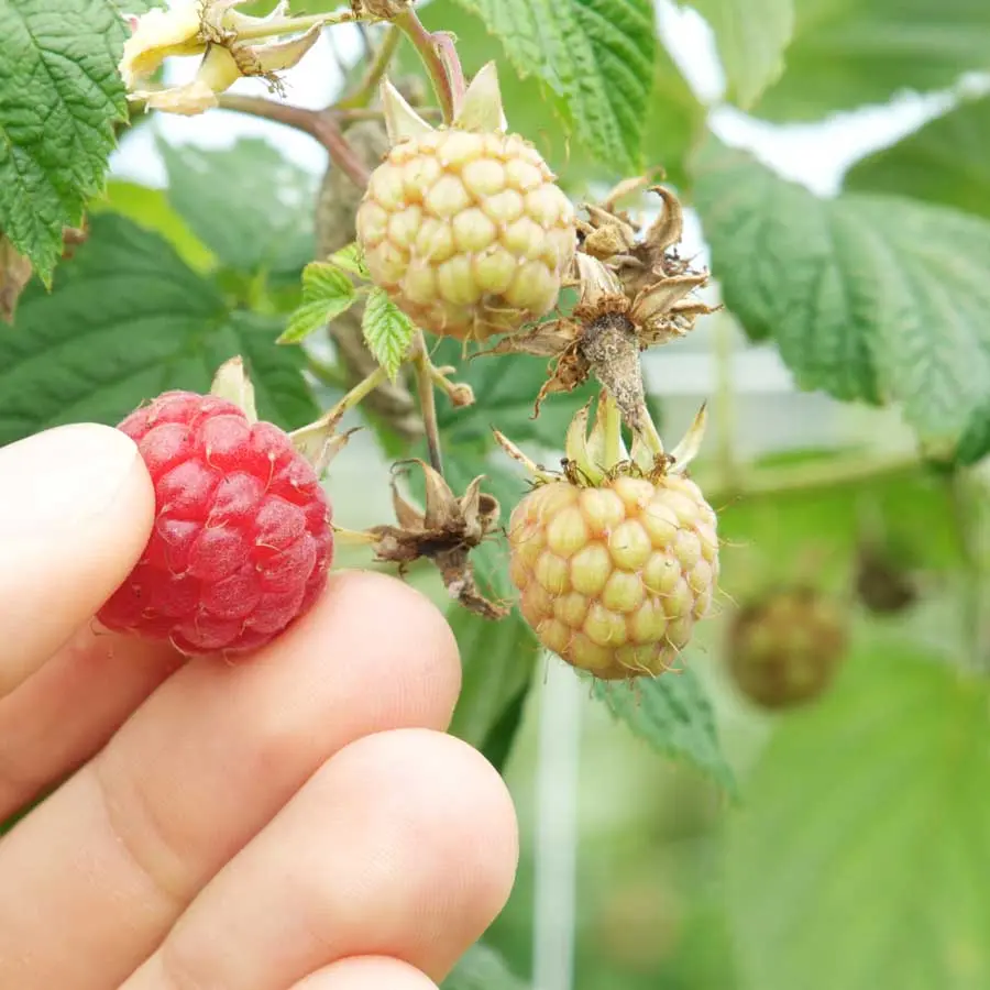 Picking raspberries