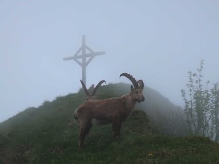 Steinböcke bei der Klimsenkapelle