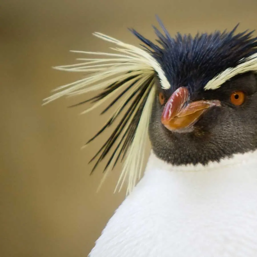Southern Rockhopper Penguin, Eudyptes chrysocome