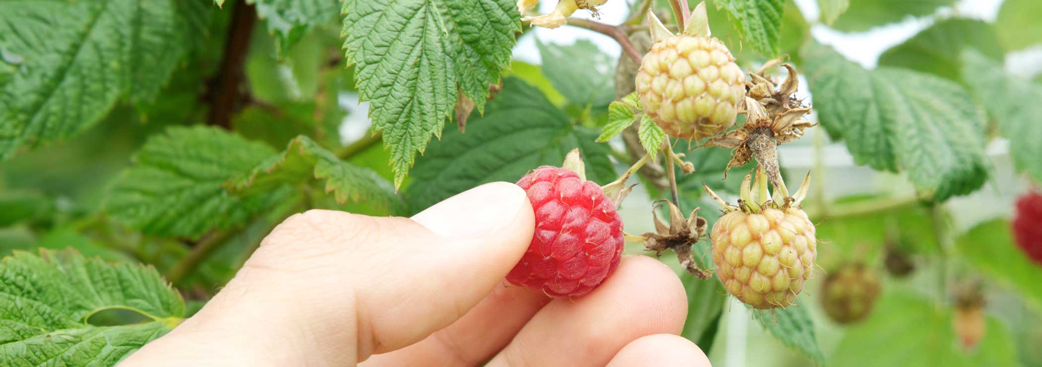 Picking raspberries