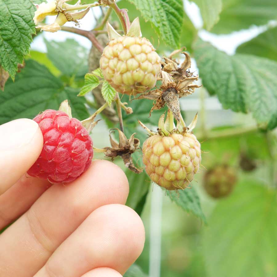 Picking raspberries