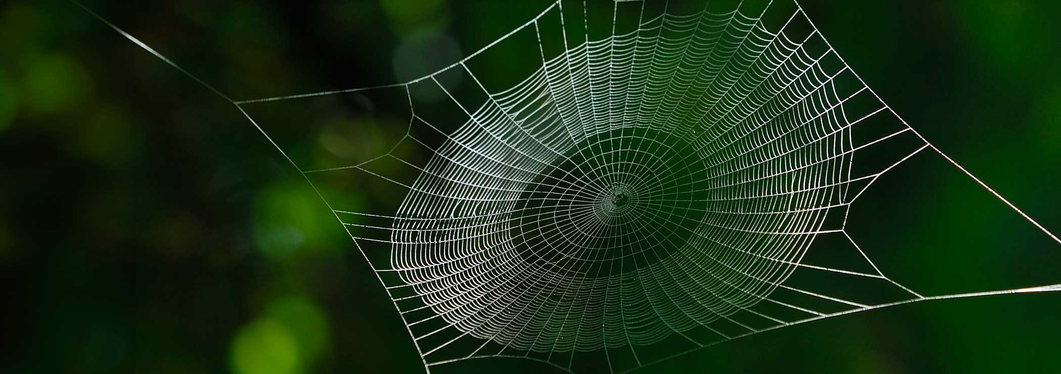 Spiderweb with dew