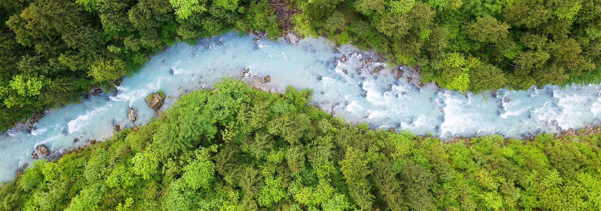 Ein Fluss schlängelt sich durch den Wald