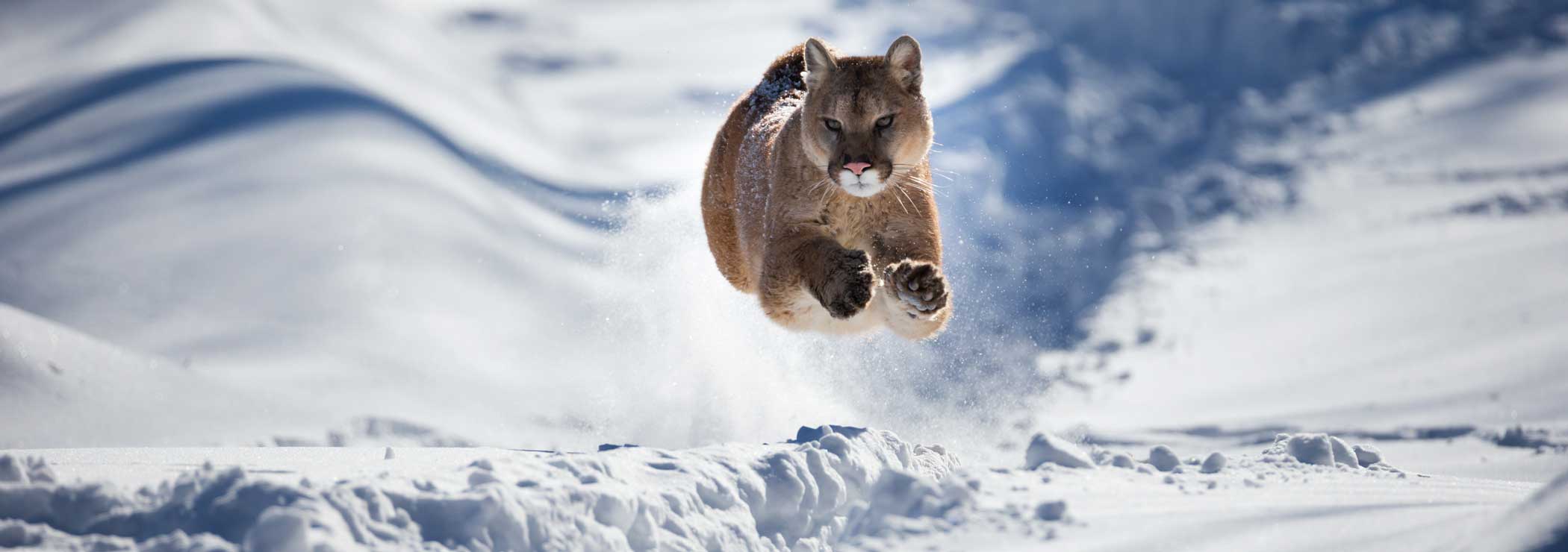 A mountain lion runs in the snow, all legs in the air