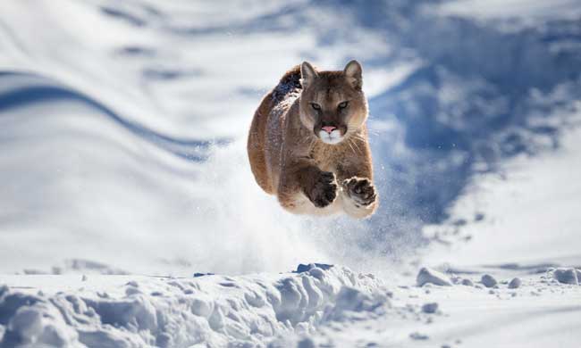 Ein Puma rennt im Schnee, alle Läufe in der Luft