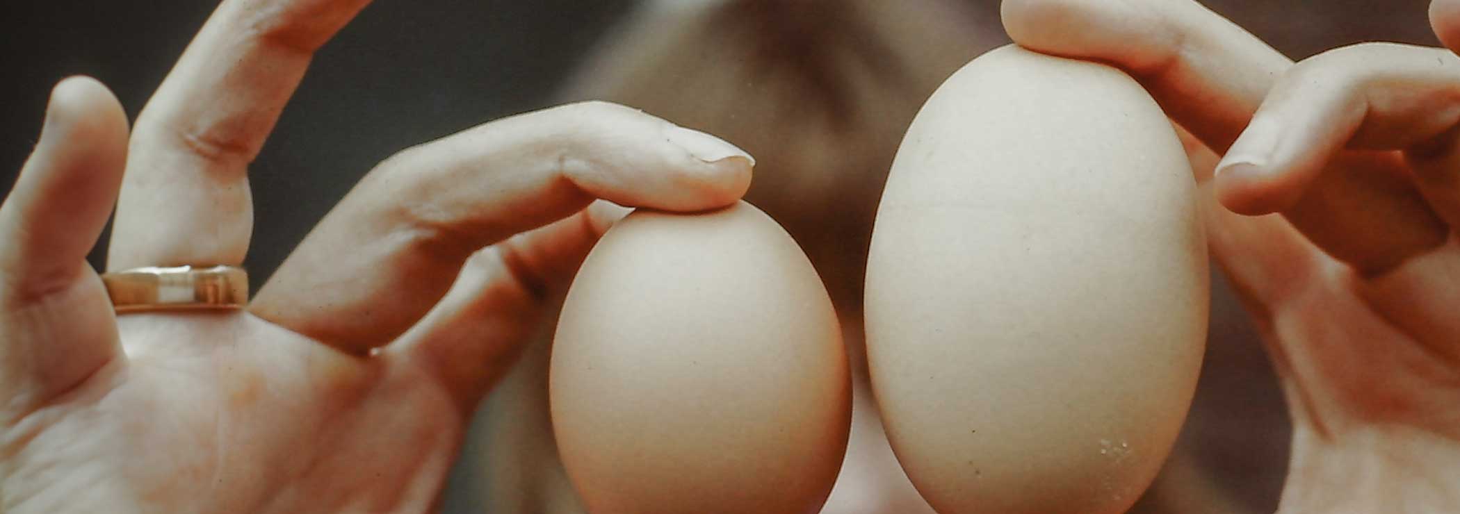 Comparison of two different sized eggs