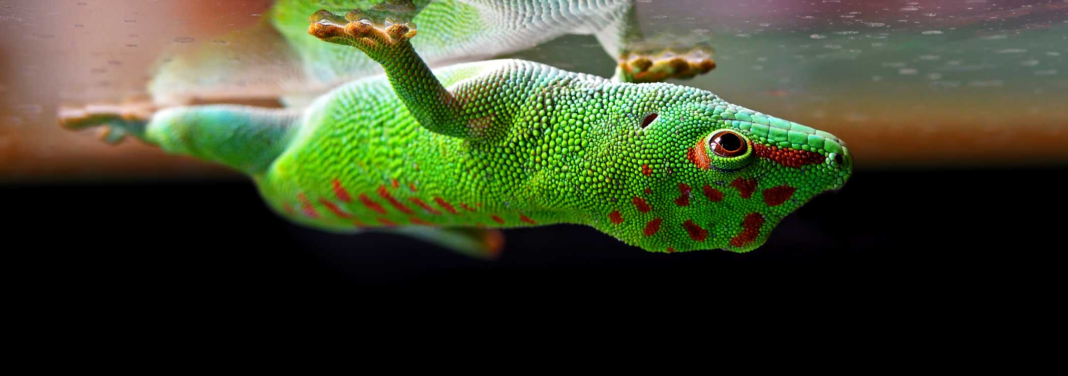 A Madagascar day gecko clings to a pane of glass