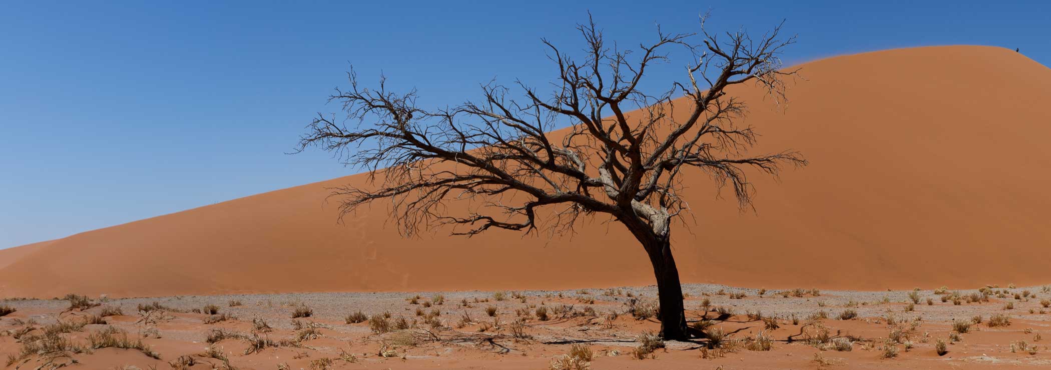 Dead trees in the front of Dune 45 in Namibia