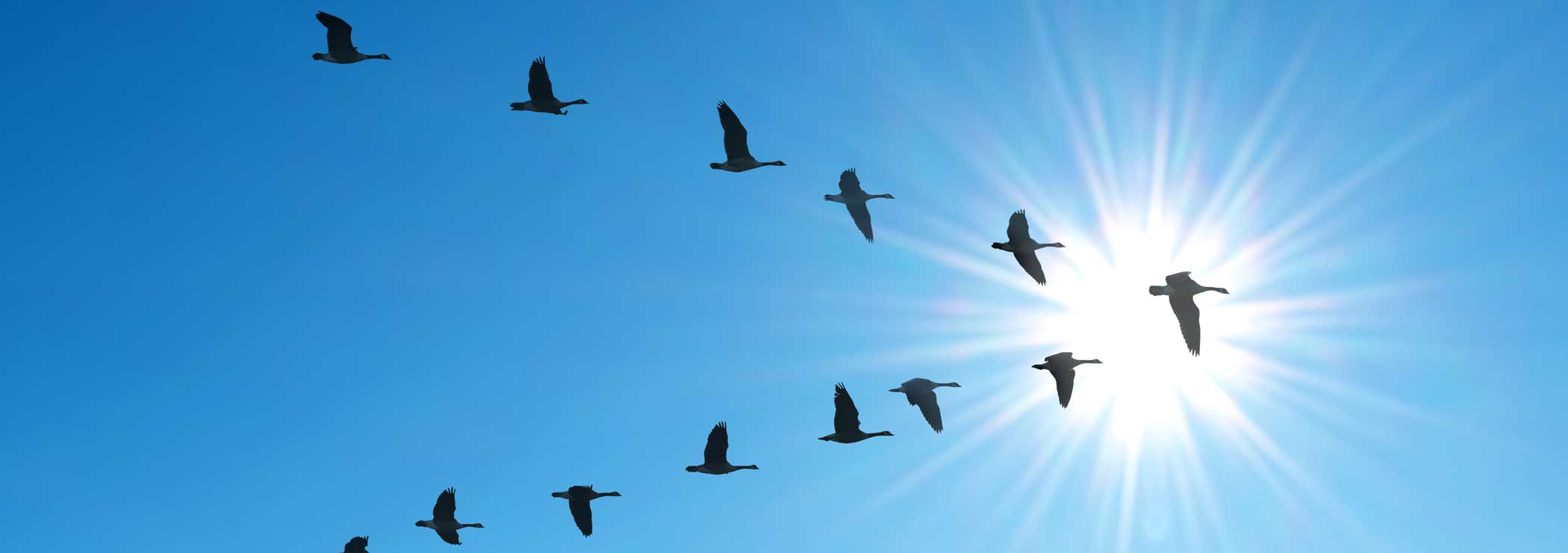 Symmetrische V-förmige Flugformation eines Vogelschwarms