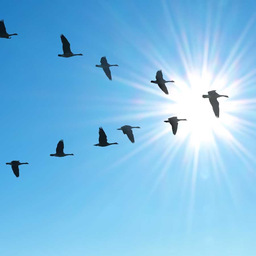 Symmetrische V-förmige Flugformation eines Vogelschwarms