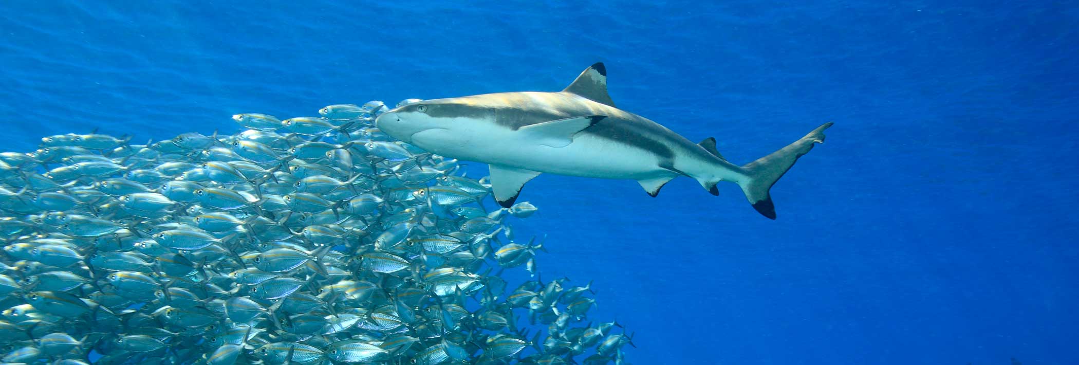 Eine Schule von kleineren Fischen hält Abstand vom Hai