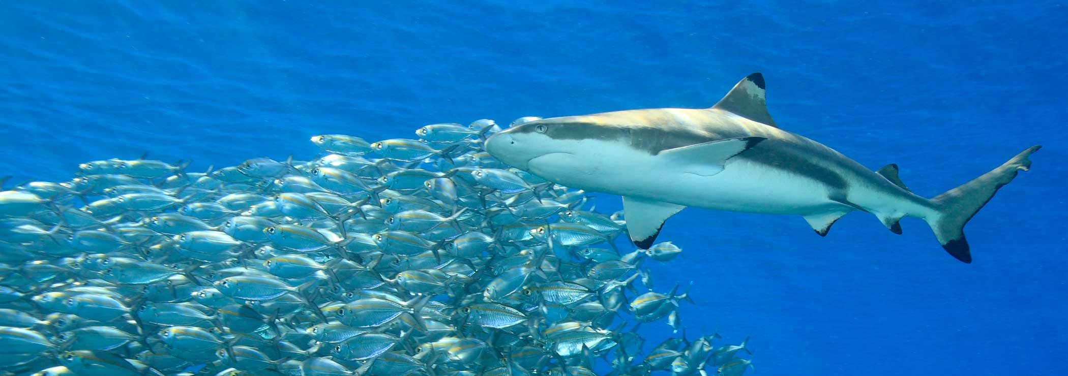 Eine Schule von kleineren Fischen hält Abstand vom Hai