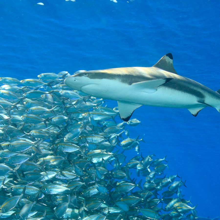 Eine Schule von kleineren Fischen hält Abstand vom Hai