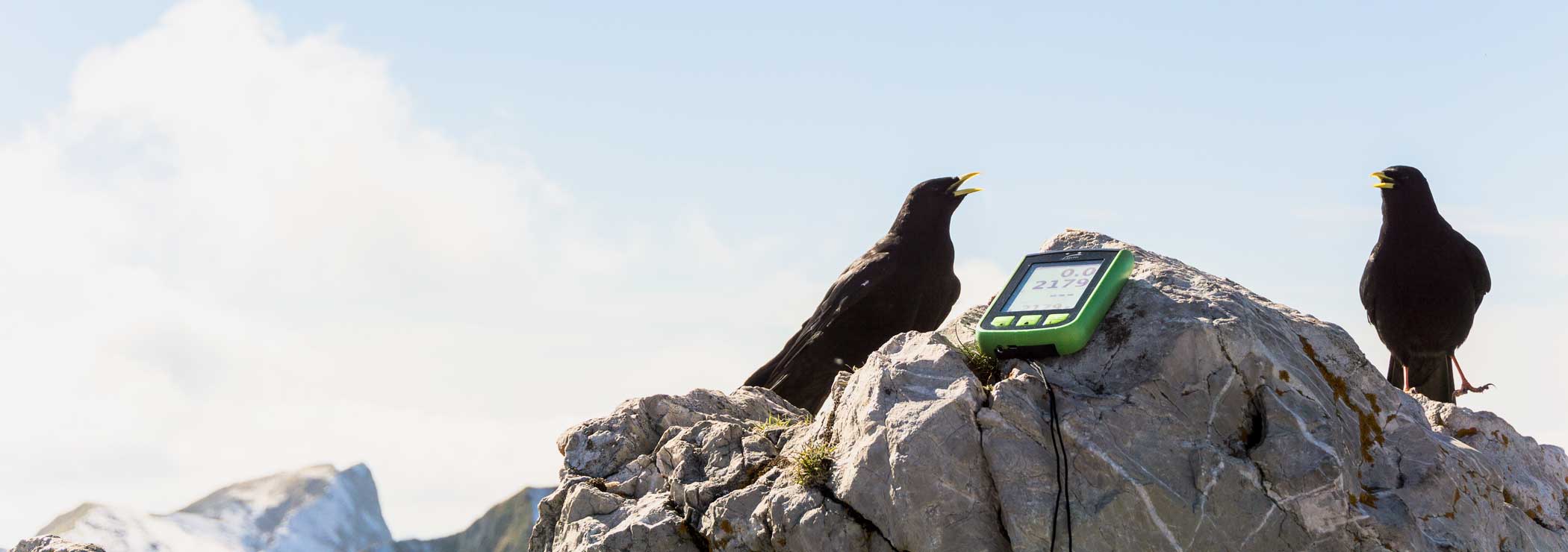 Jackdaws and vario