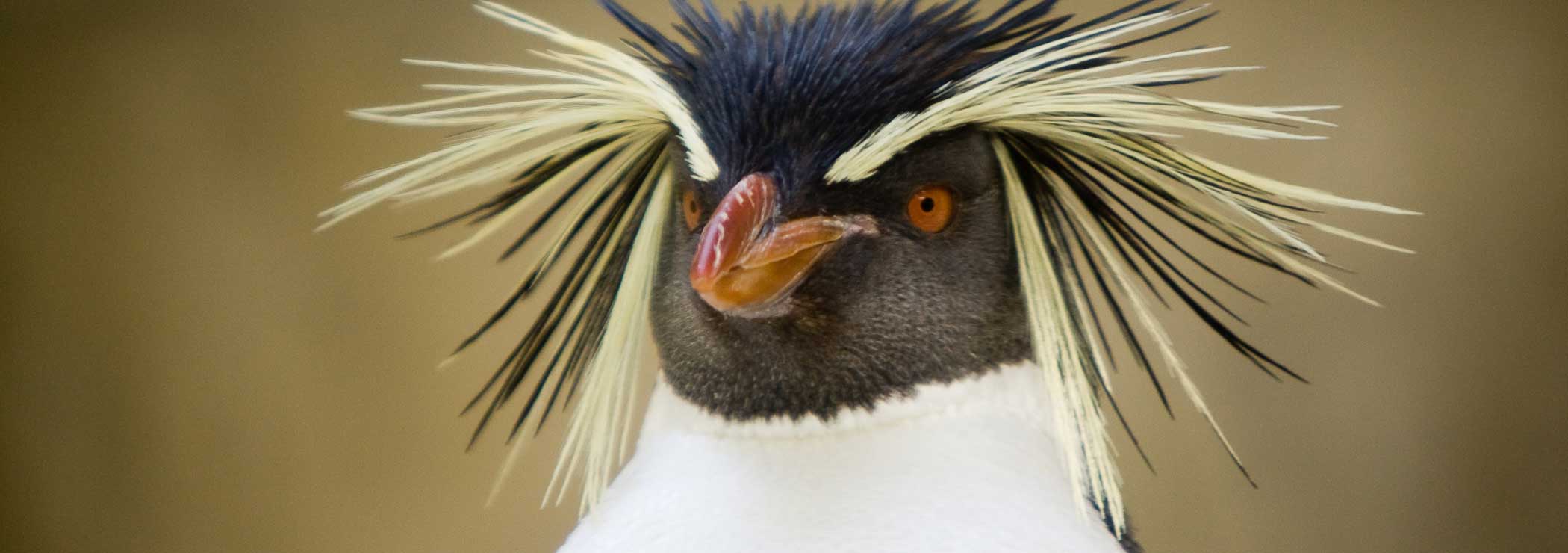 Southern Rockhopper Penguin, Eudyptes chrysocome