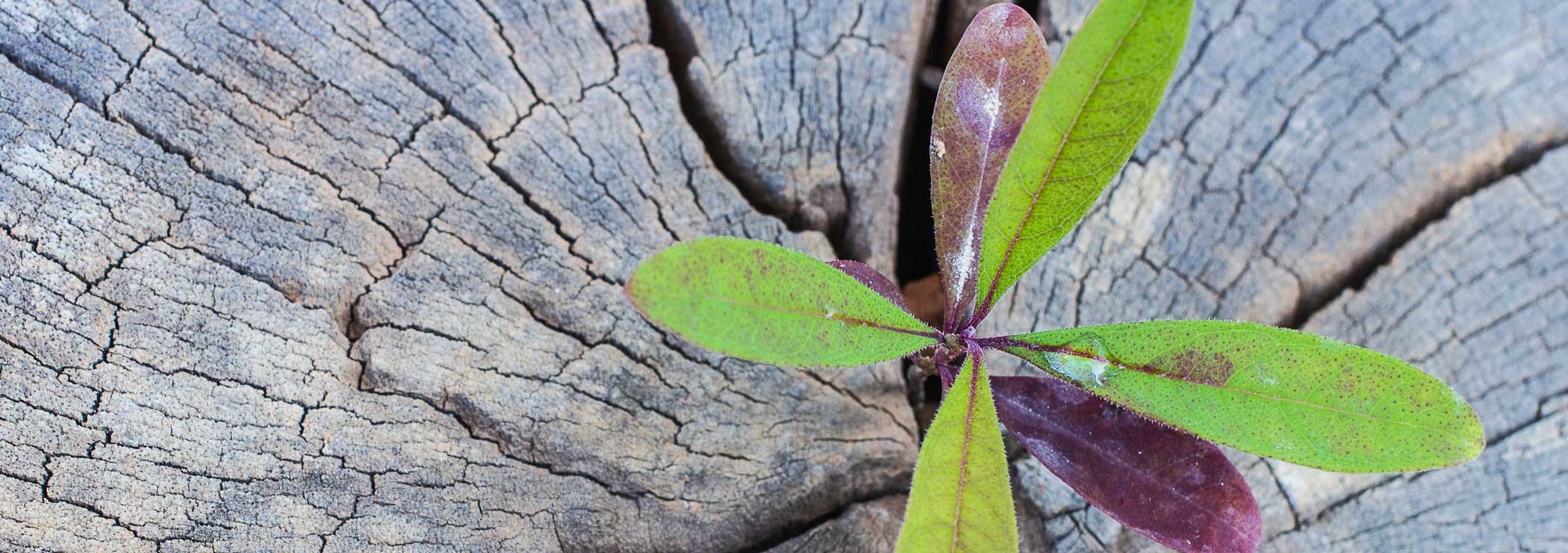 Sprout from an old tree stump